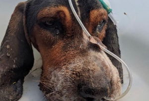 Rayo en proceso de recuperación con la fundación Doggy In Home|Rayo después de su proceso de recuperación con la fundación Doggy in Home|Bruce en su nuevo hogar, después de su proceso en Dogs and Hugs|||