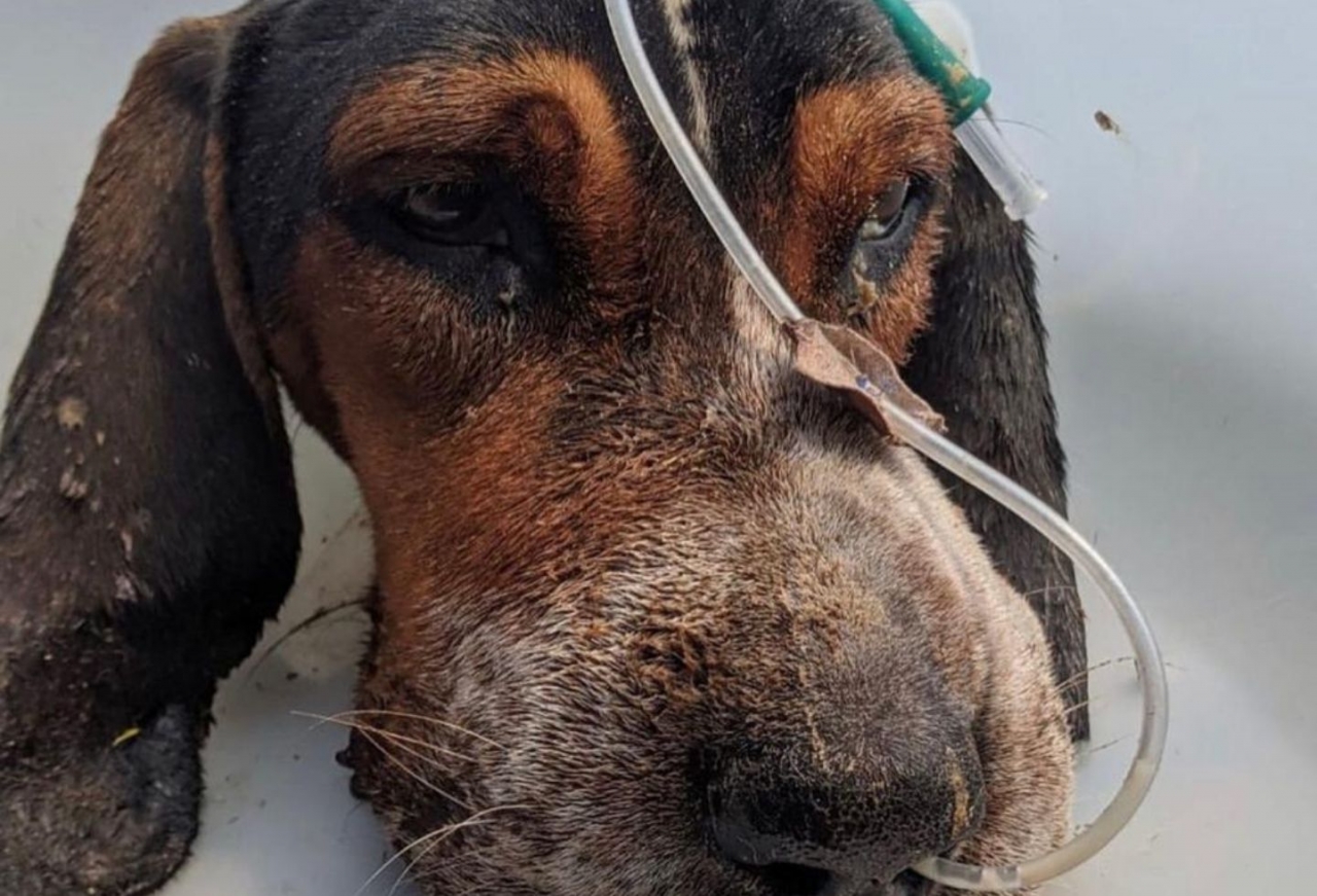 Rayo en proceso de recuperación con la fundación Doggy In Home|Rayo después de su proceso de recuperación con la fundación Doggy in Home|Bruce en su nuevo hogar, después de su proceso en Dogs and Hugs|||