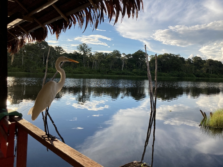Reserva natural amaz&oacute;nica en Per&uacute;