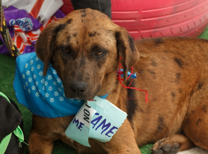 Jornada de adopci&oacute;n Cafam Floresta