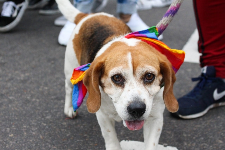 Fotogaler&iacute;a de la Marcha contra la Homofobia del 19 de mayo