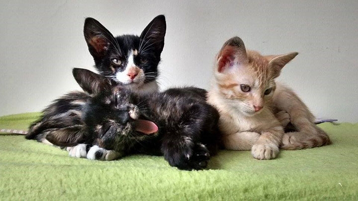Tres gatos rehabilitados por el Orfagato, el cual rescata animales de la calle para luego darlos en adopci&oacute;n.