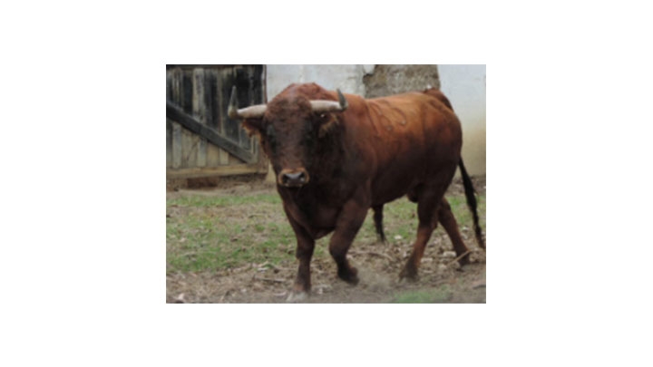 &iquest;Cu&aacute;nto cuesta la industria de las corridas de toros?
