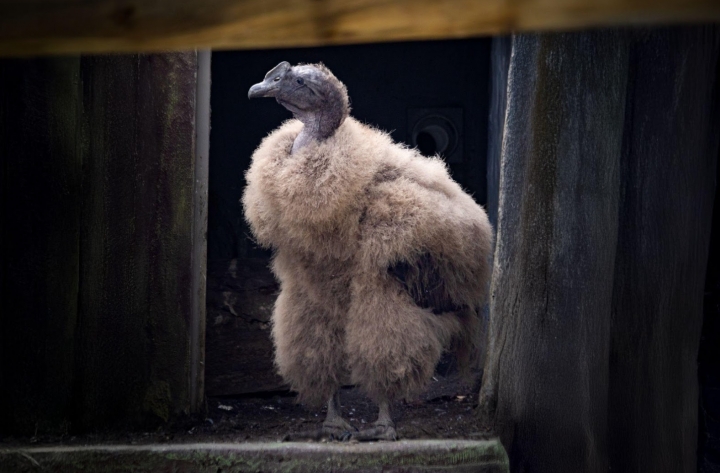 Rafiki actualmente tiene siete meses de edad y pesa aproximadamente 12 kilos.