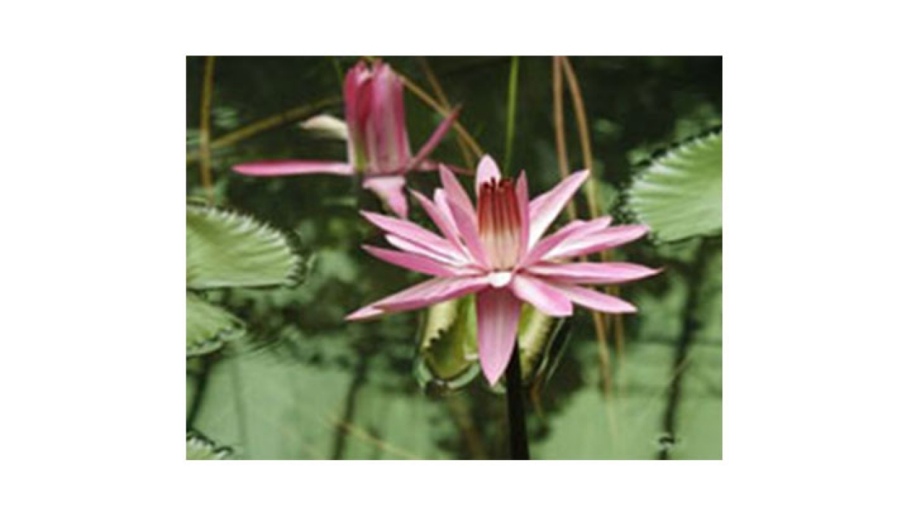 Jardín Botánico|||