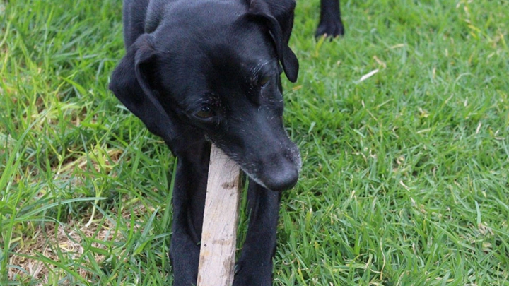  Pon tu huella por los animales abandonados en Bogot&aacute;