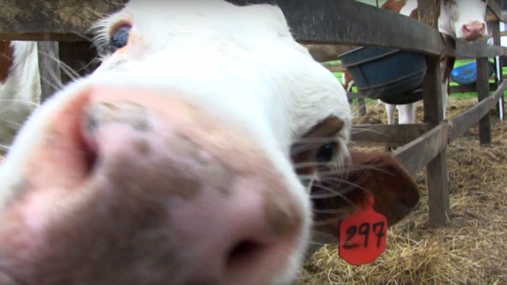  Somos m&aacute;s que leche