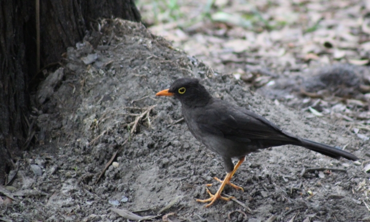 Mirla patinaranja, Parque Sim&oacute;n Bol&iacute;var
