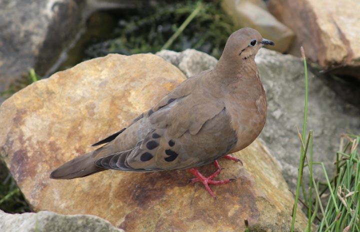Zenaida torcaza, Parque Sim&oacute;n Bol&iacute;var