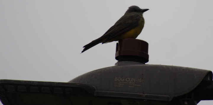 Tirano Melanc&oacute;lico , Parque Sim&oacute;n Bol&iacute;var
