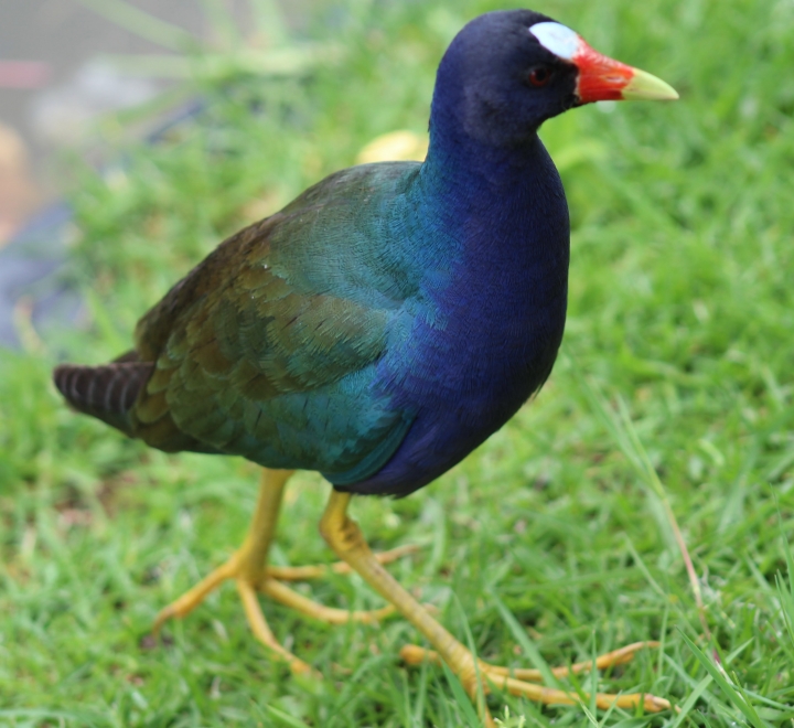 Calamoncillo americano, Jard&iacute;n bot&aacute;nico
