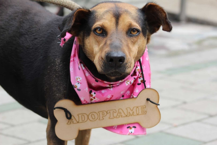 En imagen, Dulce, una de las perras callejeras que se encuentra en adopci&oacute;n.
