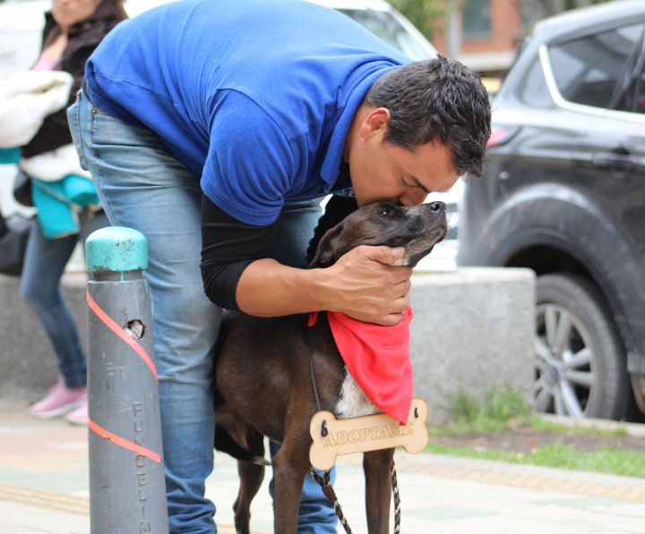 Existen algunas formas de ayudar a los perros y los gatos callejeros de la ciudad: 1) ofreciendo su casa como hogar de paso para los animales; 2) donando comida o arena para gatos; 3) apadrinando econ&oacute;micamente a alguna mascota en estado de abandono; 3) sirviendo como voluntario en las jornadas de adopci&oacute;n, o 4) ayudando con la compra de medicamentos.