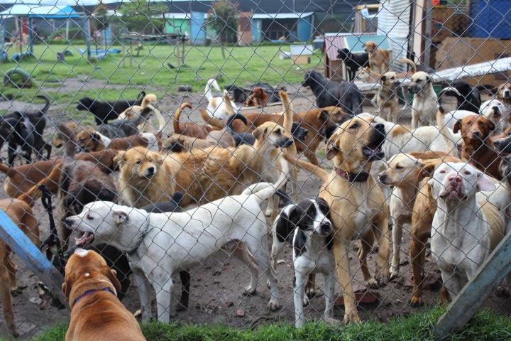Seg&uacute;n un estudio realizado por la Universidad de la Salle, en la localidad de Ciudad Bol&iacute;var hay aproximadamente 7 mil perros callejeros.