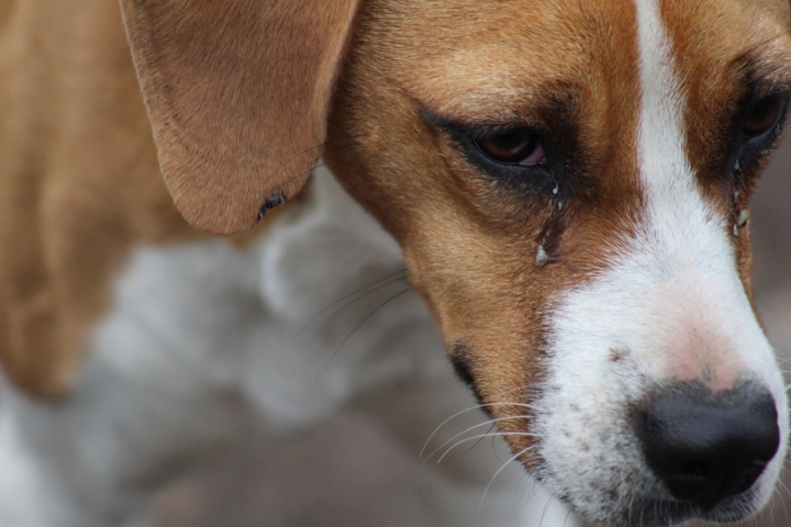 Algunos de los objetivos que tiene la Fundaci&oacute;n Milagrinos son rescatar y mejorar la calidad de vida de los perros y gatos callejeros, adem&aacute;s de promover la adopci&oacute;n de animales rescatados y, finalmente, reducir el n&uacute;mero de perros callejeros por medio de la concientizaci&oacute;n del cuidado animal.