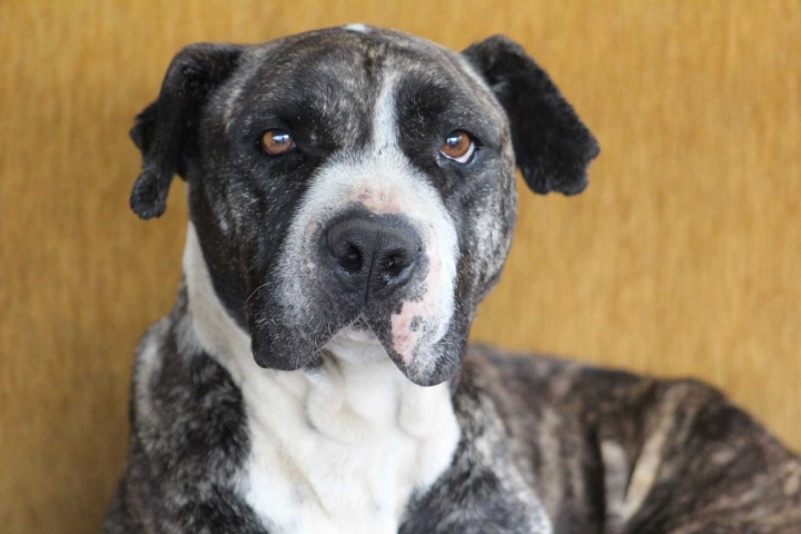 Si desea adoptar alg&uacute;n perro o gato tiene que tener en cuenta algunos requisitos: Primero, la fundaci&oacute;n preguntar&aacute; sobre su entorno familiar para decidir cu&aacute;l estilo de vida le conviene m&aacute;s a los animales; segundo, se debe diligenciar un formulario para determinar su idoneidad como propietario de una mascota y, as&iacute;, determinar que tom&oacute; una decisi&oacute;n a conciencia, y tercero, la fundaci&oacute;n har&aacute; una visita domiciliaria para verificar los datos proporcionados y si ven condiciones &oacute;ptimas para la mascota.