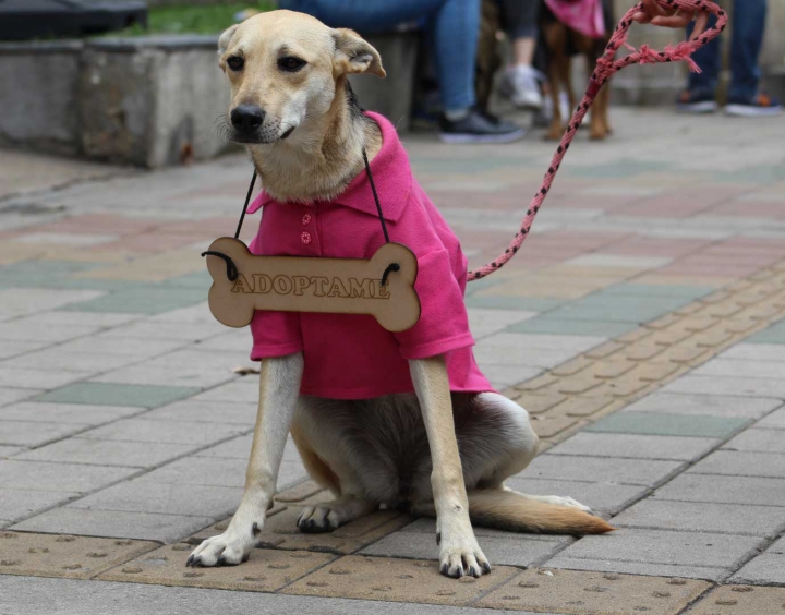 Ella se llama P&uacute;rpura y es uno de los animales callejeros que est&aacute; en adopci&oacute;n en el Refugio de Milagrinos.
