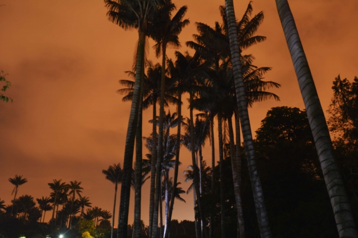 As&iacute; fue el primer Jard&iacute;n Bot&aacute;nico Nocturno del 2017